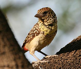 Ohrenfleckbartvogel(trachyphornus darnaudii) D&acute;Arnaud&acute;s Barbet